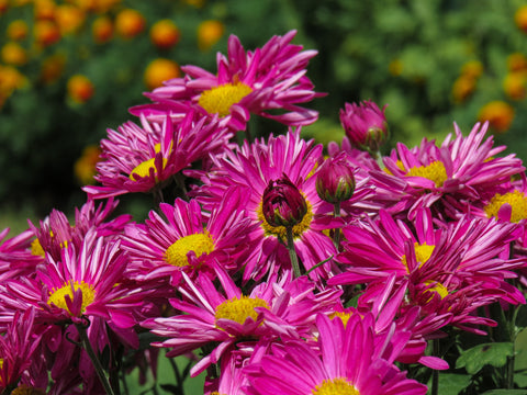 hot pink aster with yellow centers