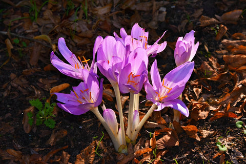 Deep pink autumn crocus in fall leaves