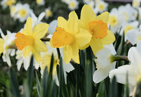 Picture of Yellow and white daffodils