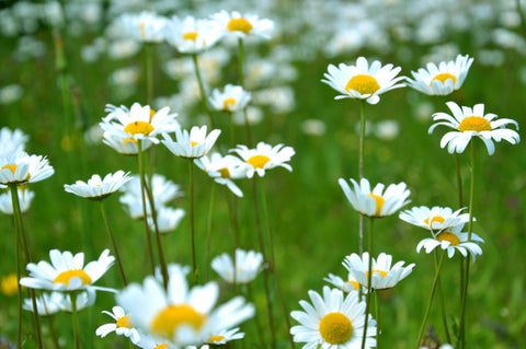 picture of daisies in a filed