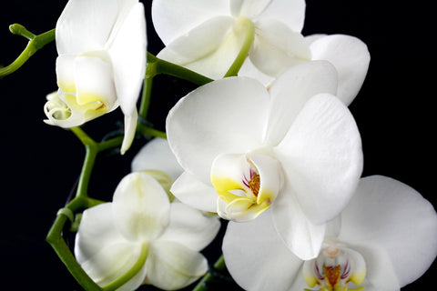 white orchids on a stem
