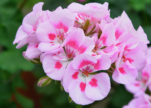 pink geranium