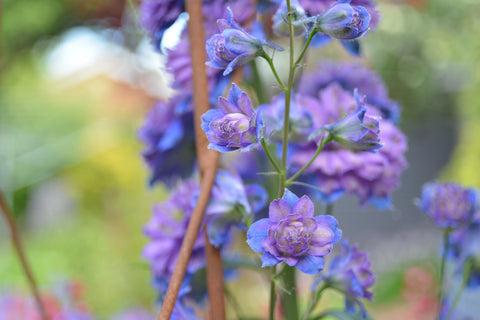 purple larkspur