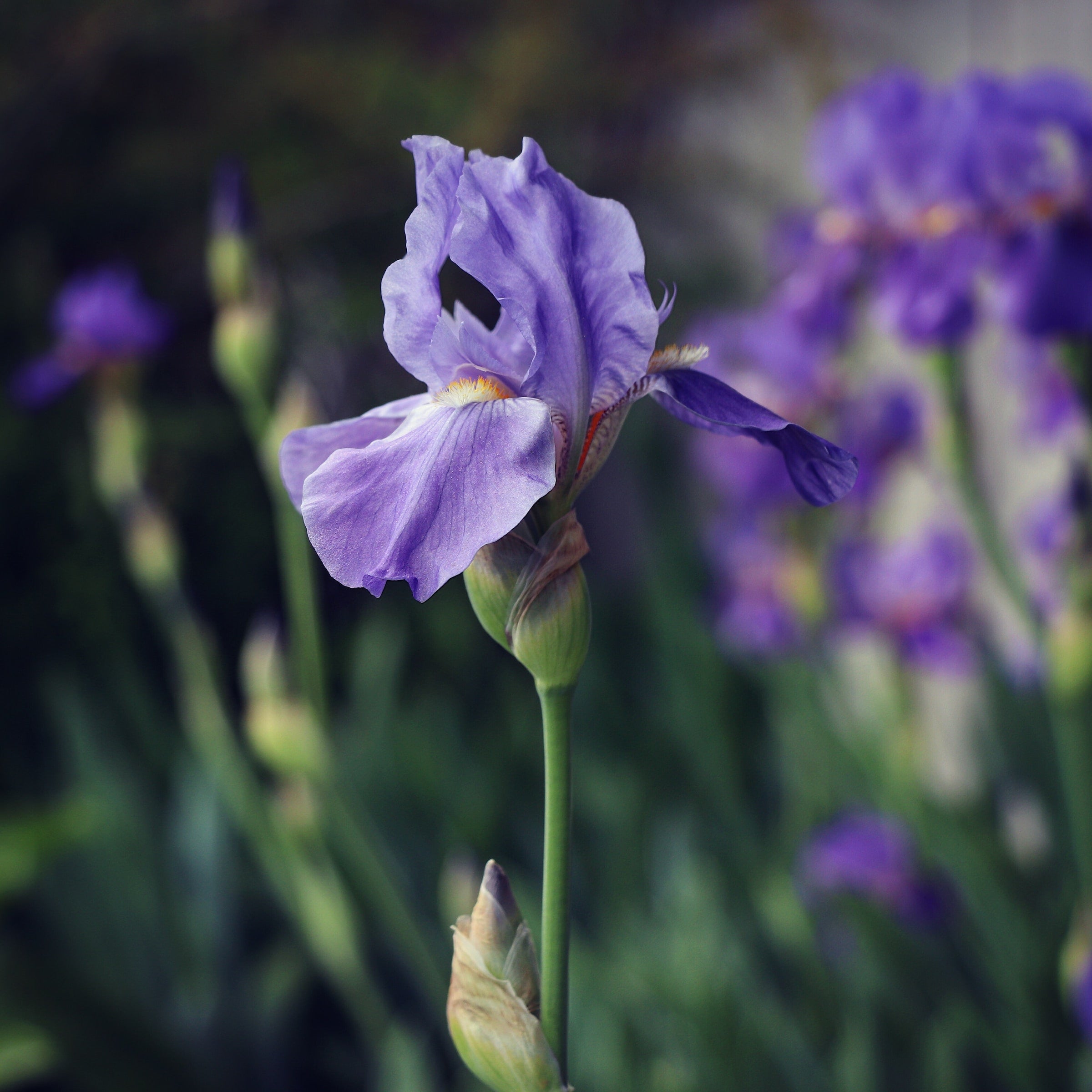 iris de Sibérie violet