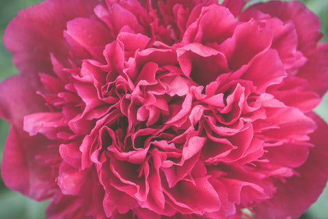 hot pink carnation
