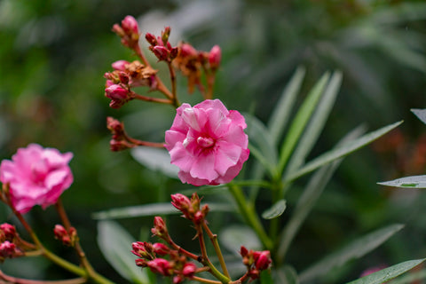 hot pink oleander flower on a green branch