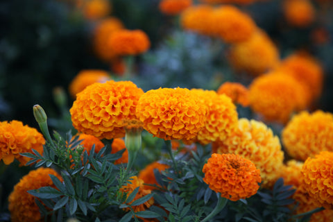 orange marigolds