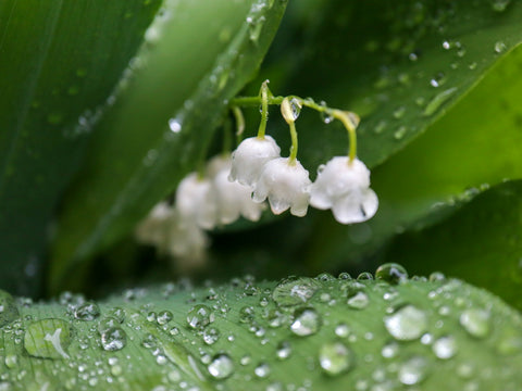 WHITE LILLIE OF THE VALLEY