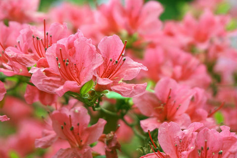 coral azalea flowers