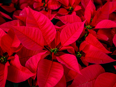 Red poinsettias