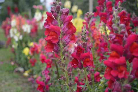 red snapragons in a garden