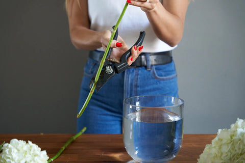 picture of person cutting a hydrangea stem