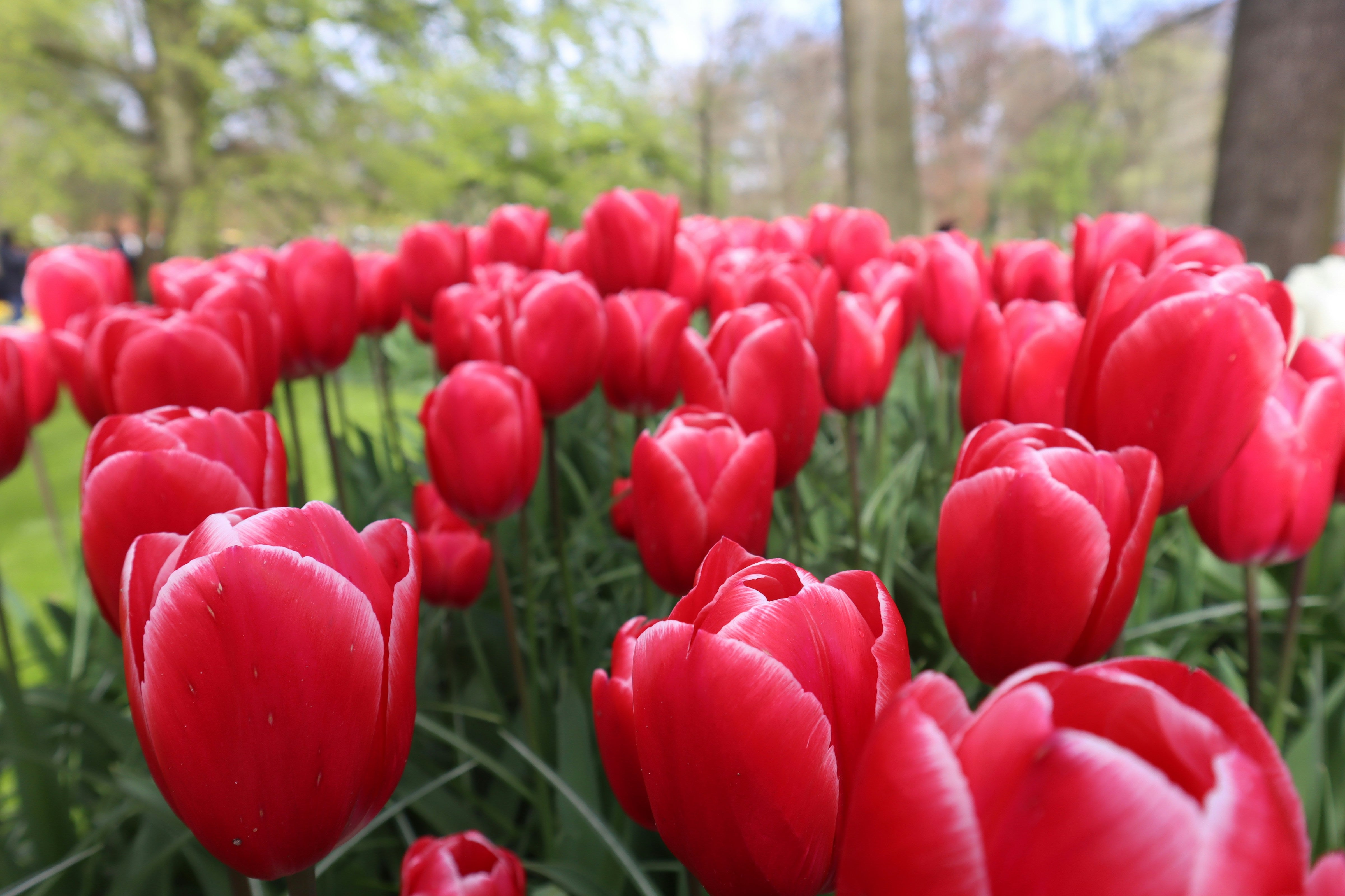 Rouge tulipes dans un jardin