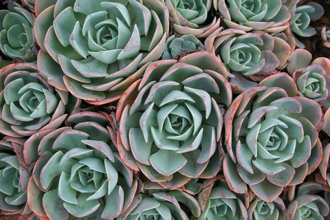 bunch of succulents