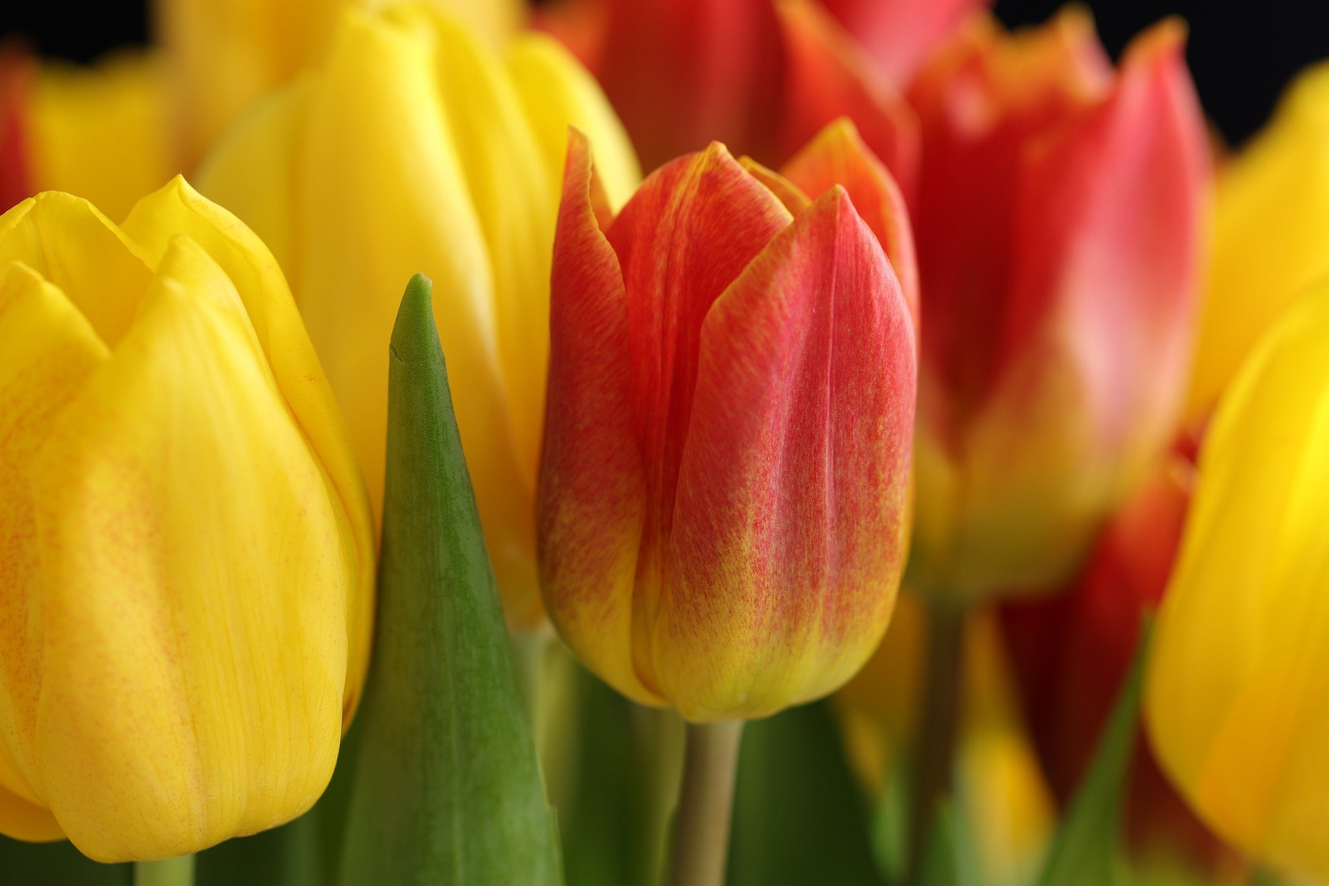 Tulipes en jaune et orange