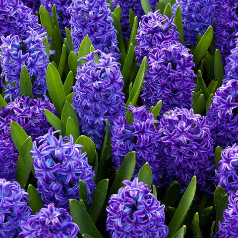 purple hyacinths