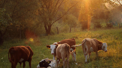 3D Printed Meat Could Save The World