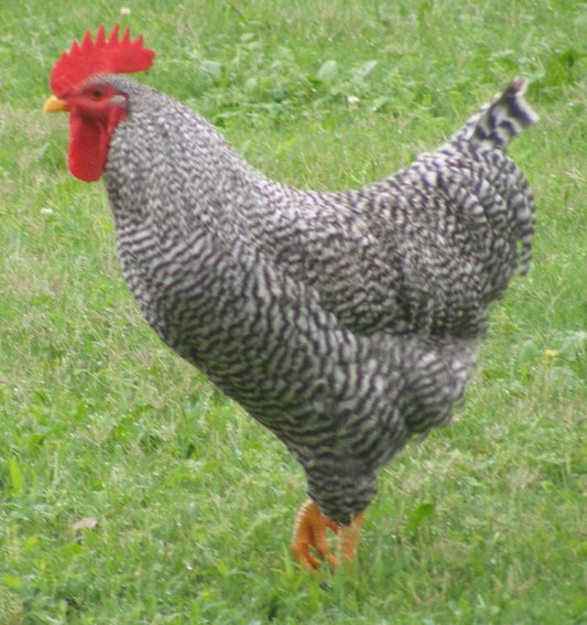 Pullet: Light Brahma, Shipping week of 03/25/2024 - My Pet Chicken