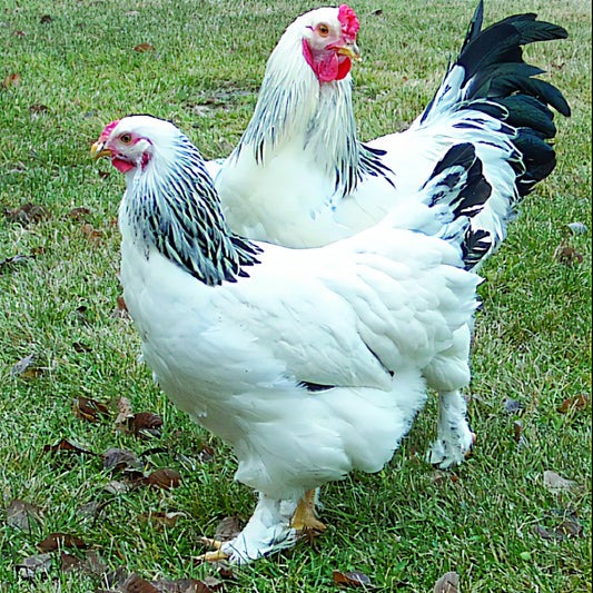 Blue 12 Assorted Brahma chicken hatching eggs large fowl hens choice