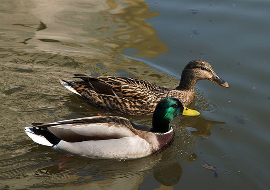 mallard duck pictures