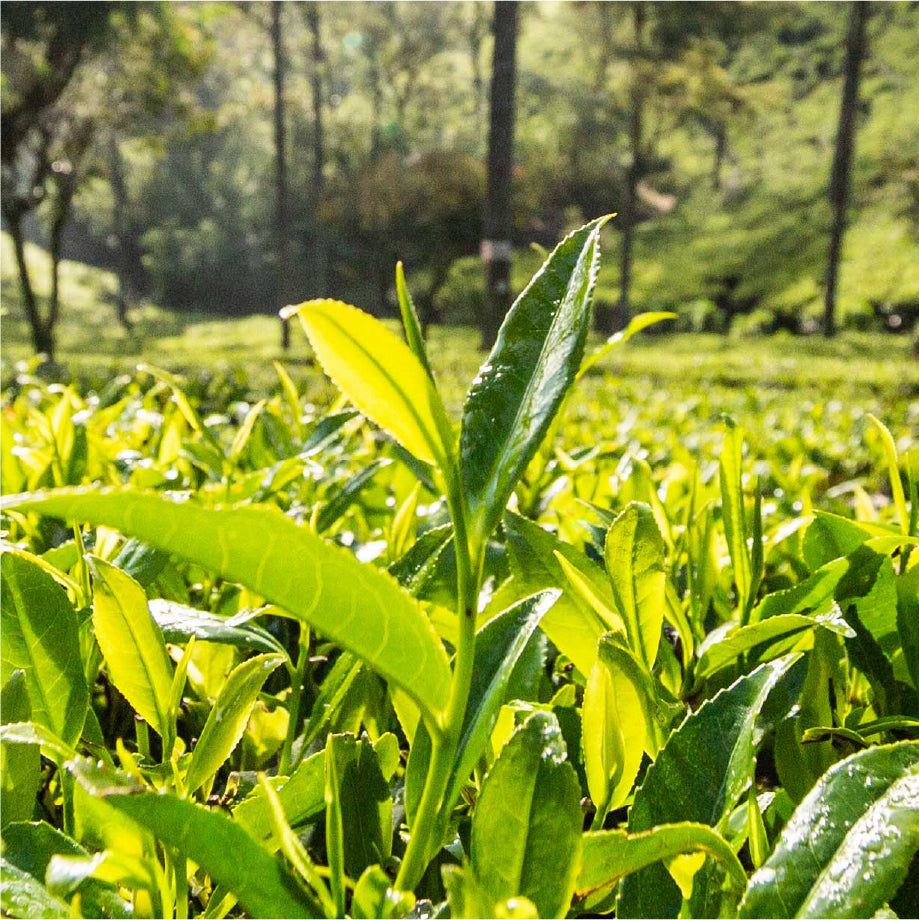 茶葉