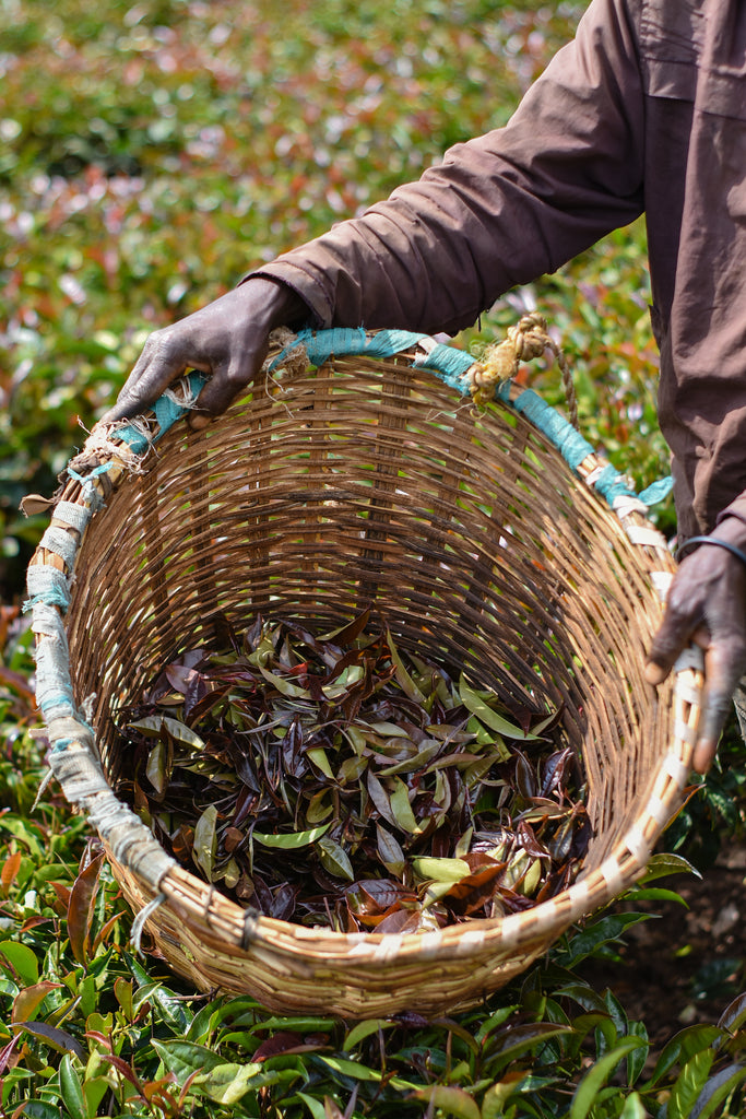 the difference between organic and fairtrade tea