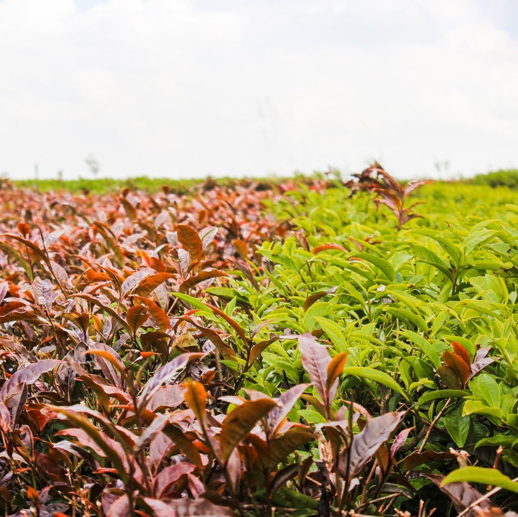 the history of tea and tea leaves processing