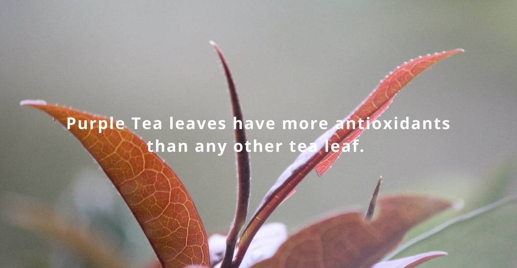 Purple tea health benefits