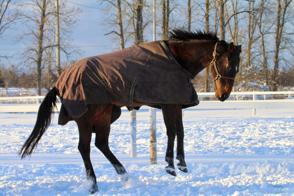 Thoroughbred horse playing in the snow photo copyright Linda Shantz