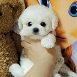 SweetTeddy™ | Mini puppy - Een realistische huisdierervaring