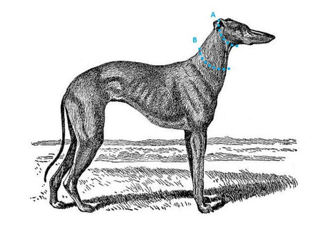 Martingale Collar sizing instructions