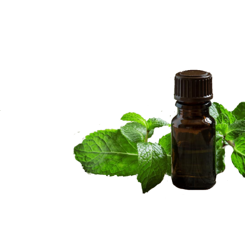 Organic Peppermint leaf