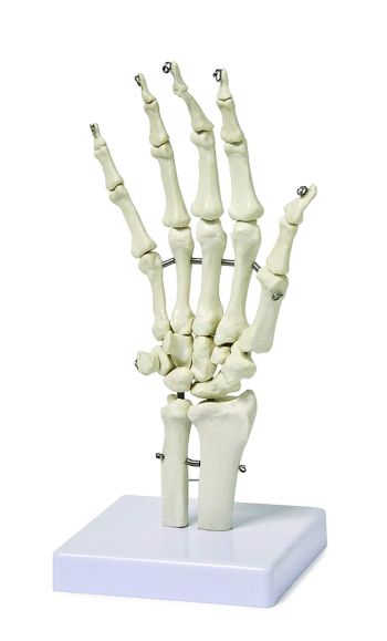 Half-Scale Skeleton - 85cm CD03064