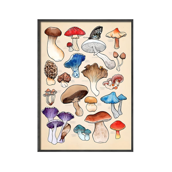 Mushroom Varieties Canvas Art Work Print Poster
