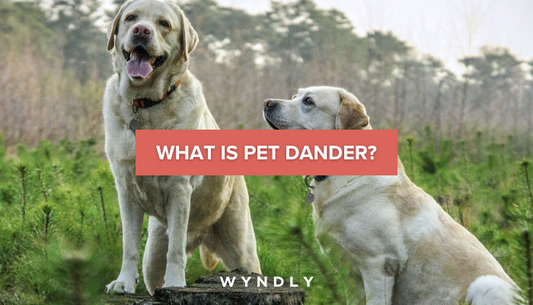 How to Get Rid of Pet Dander