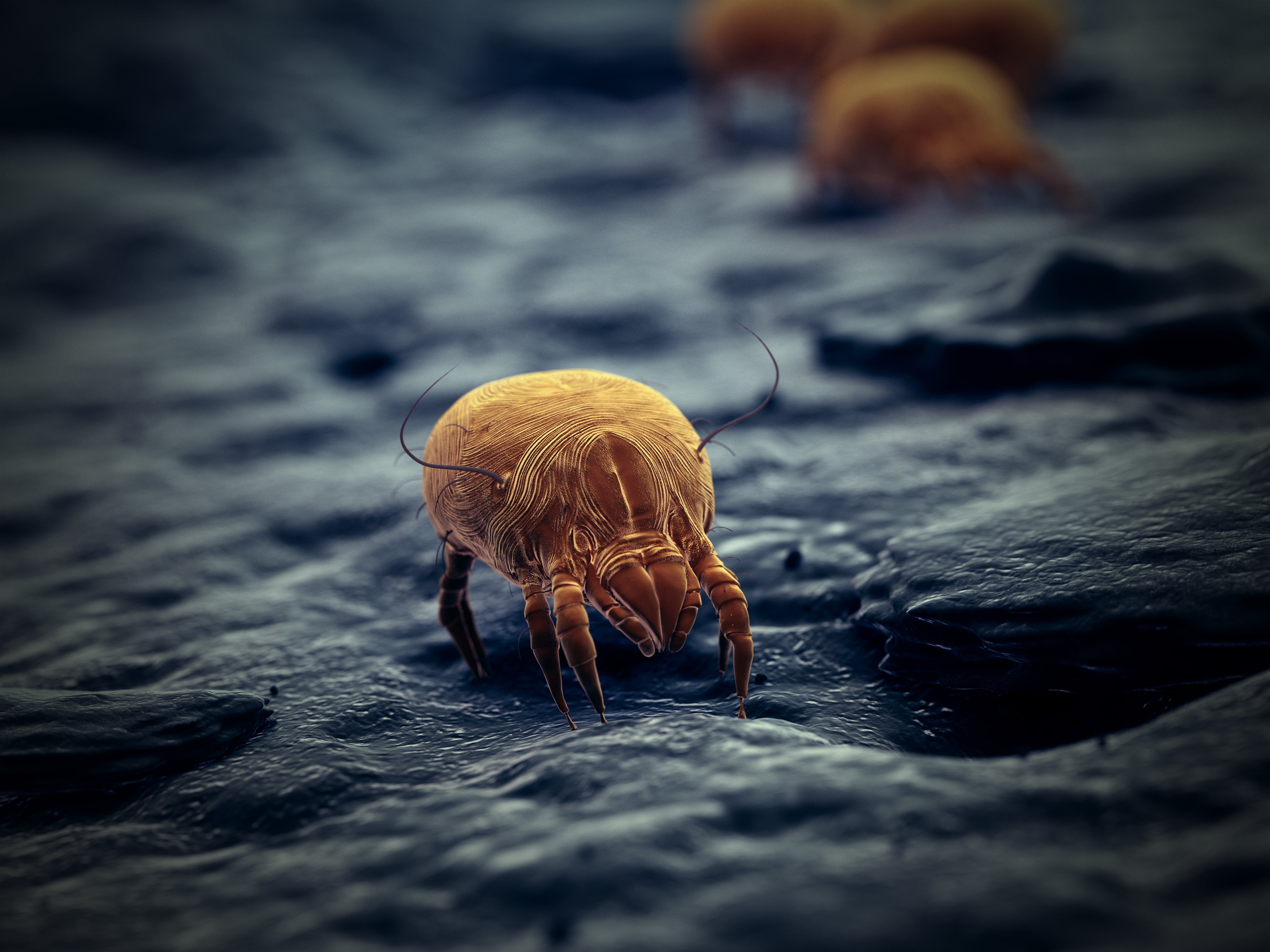House Dust Mite 3D Rendered Illustration by SciePro