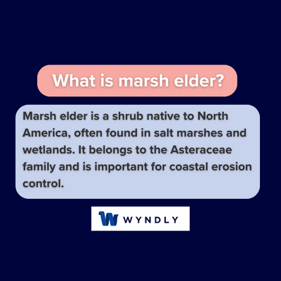 What is marsh elder and definition of marsh elder