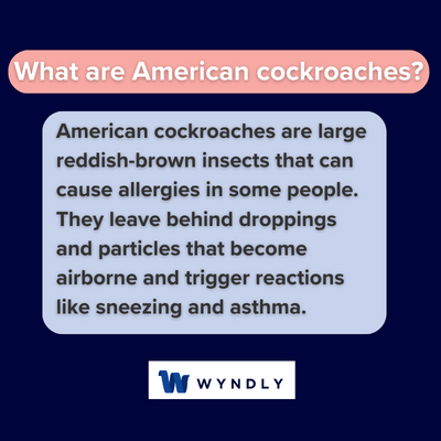 What are American cockroaches and definition of American cockroaches