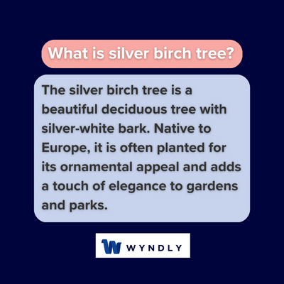 What is silver birch tree and definition of silver birch tree