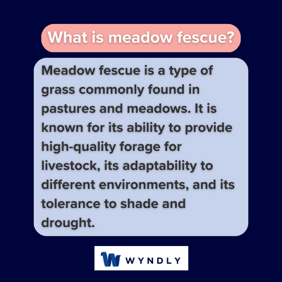 What is meadow fescue and definition of meadow fescue