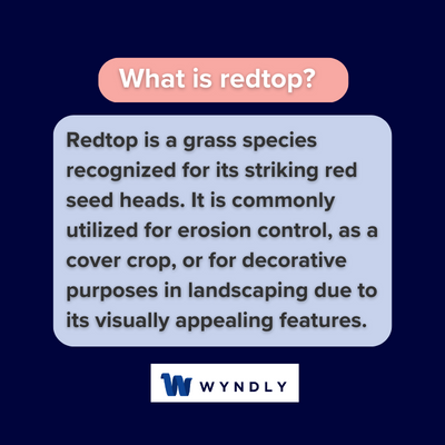 What is redtop and definition of redtop