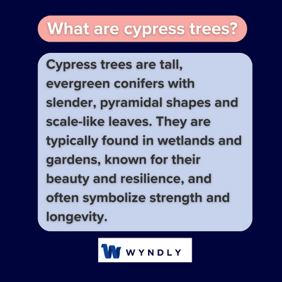 What are cypress trees and definition of cypress trees