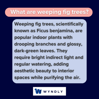 What are weeping fig trees and definition of weeping fig trees