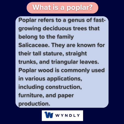 What is a poplar and definition of a poplar