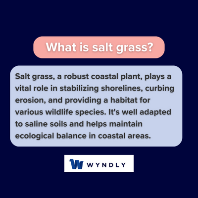What is a salt grass and definition of a salt grass