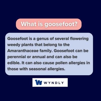 What is goosefoot and definition of goosefoot