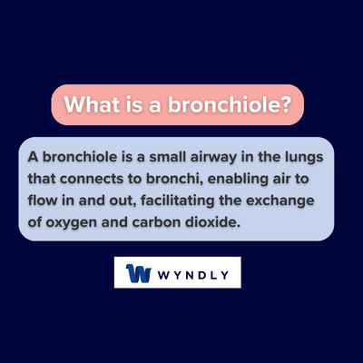 What is a bronchiole and definition of a bronchiole