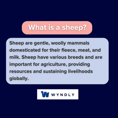 What is a sheep and definition of a sheep