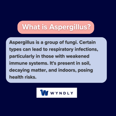 What is Aspergillus and definition of Aspergillus