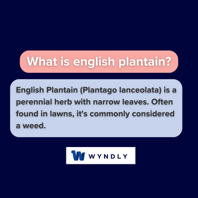 What is english plantain and definition of english plantain